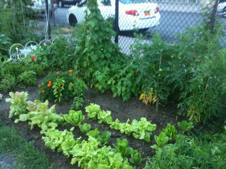 Community garden plot